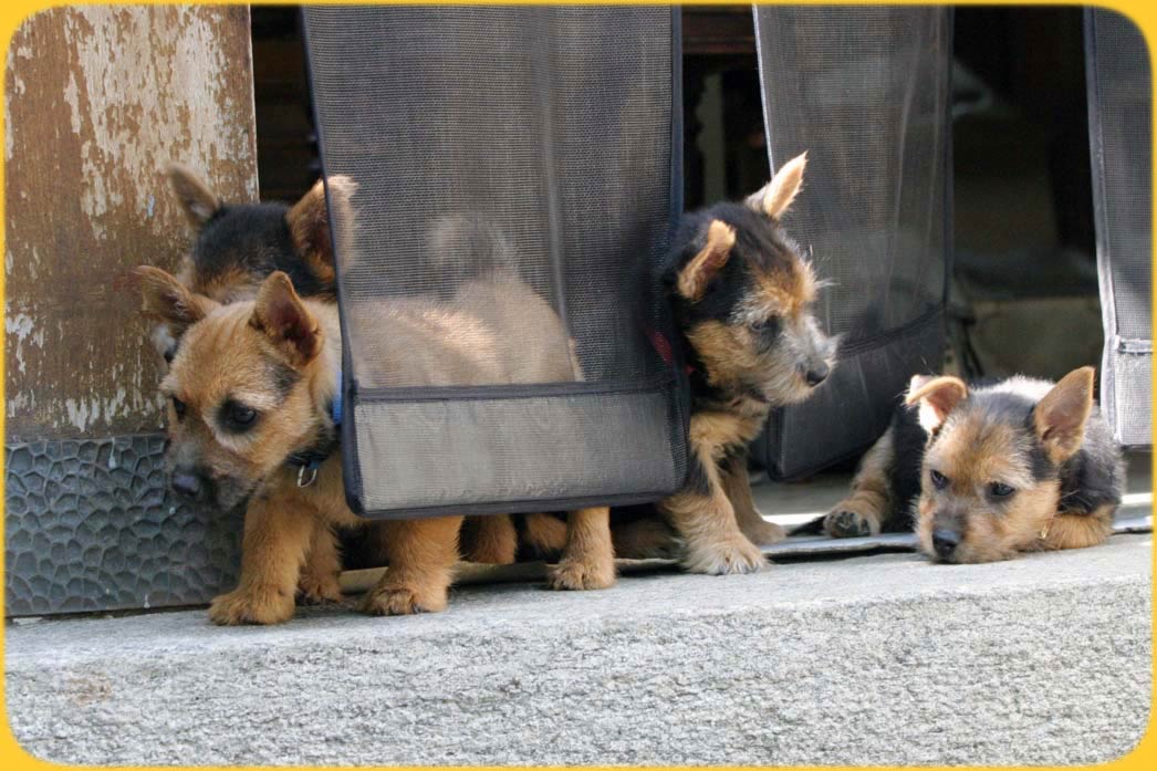 Norwich Welpen, meine Geschwister