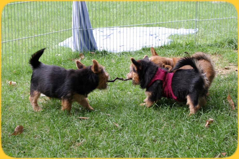 Inuk und B&auml;rchen